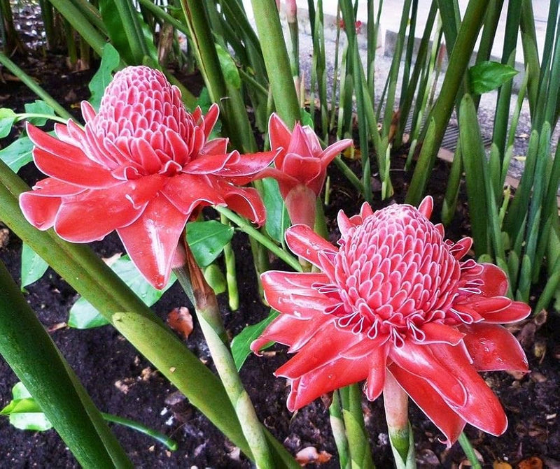 Torch Ginger Blumensamen zur Aussaat ideal Rabatten Traditionssorte & ohne Gentechnik Samen Hausgarten
