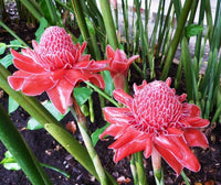 Torch Ginger Blumensamen zur Aussaat duftend Blüten Traditionssorte & ohne Gentechnik Samen Hausgarten