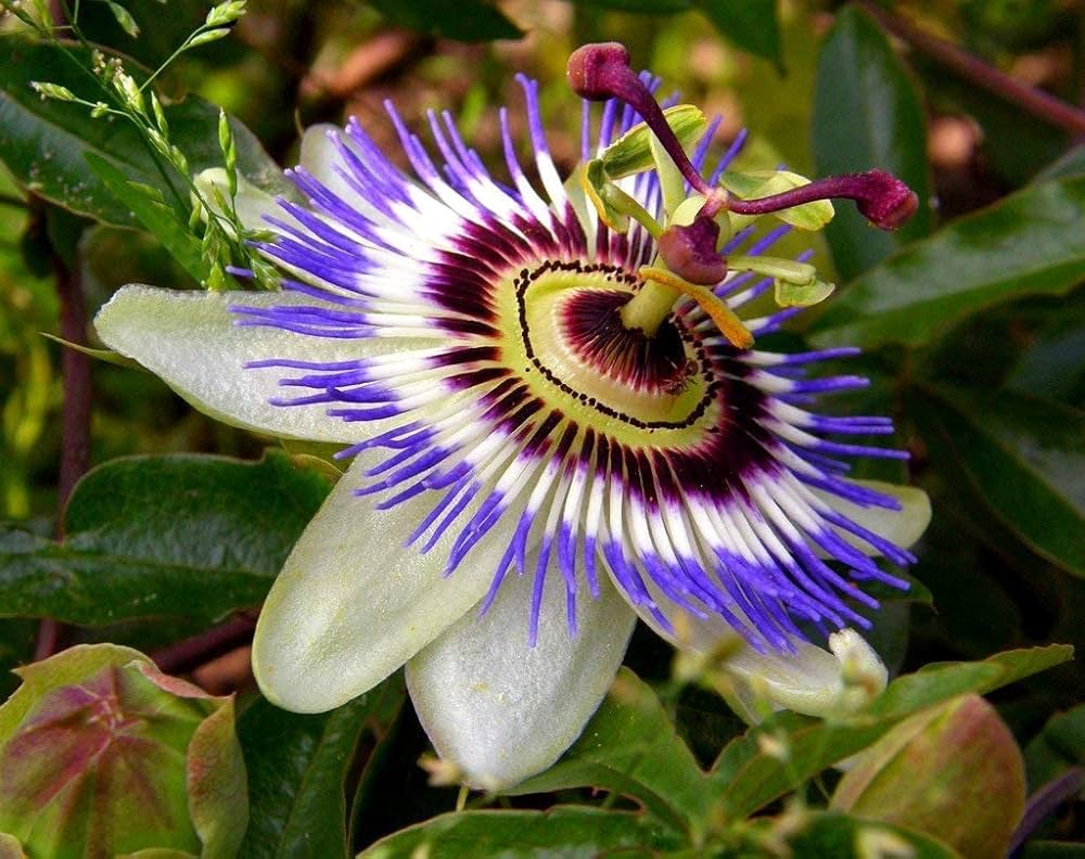 Passionflower Passiflora spp. Samen zur Aussaat – Great Garten & Blume Beet