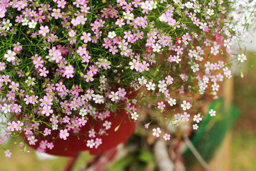 mehrfarbig Gypsophila Blumensamen zur Aussaat saisonal Dauerblüher Traditionssorte & ohne Gentechnik Samen Hausgarten