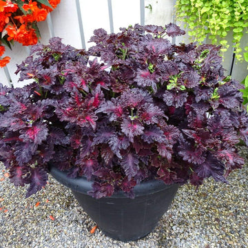 Schwarz Dragon Buntnessel Blumensamen zur Aussaat – lang Blüte Saison – Traditionssorte & ohne Gentechnik Samen Hausgarten