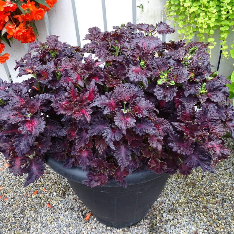 Schwarz Dragon Buntnessel Blumensamen zur Aussaat – lang Blüte Saison – Traditionssorte & ohne Gentechnik Samen Hausgarten