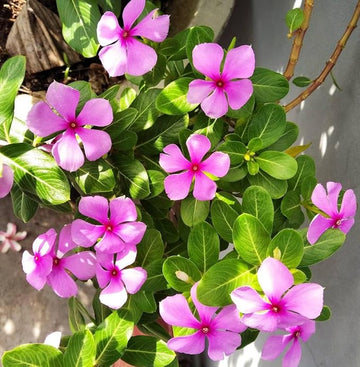 Vinca blume samen for anpflanzung - garten favorite, heirloom & gmo free samen for home garten
 
 sale for anpflanzung in home garten