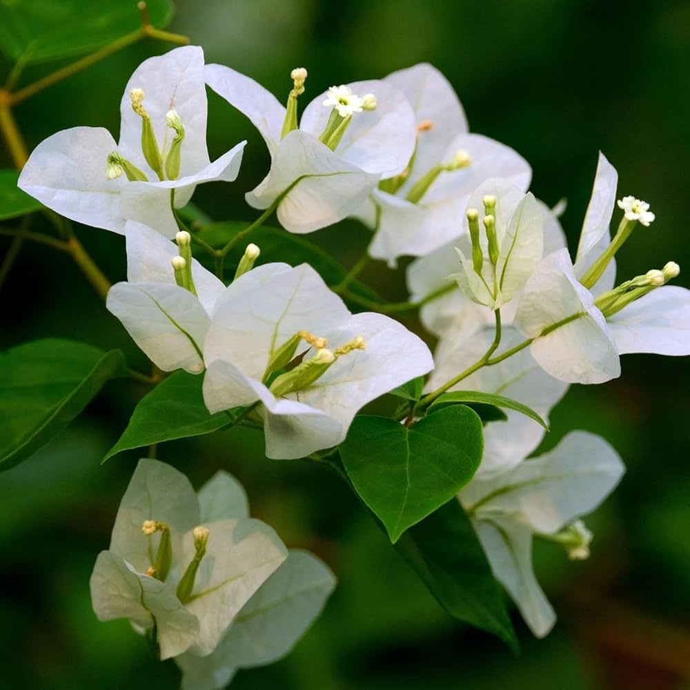 Weiß Drillingsblume Kousa Blumensamen zur Aussaat – elegant blühend Samen für wunderschöne Gärten