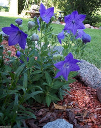 Platycodon Balloon Blumensamen Puffy – mehrjährig Garten Blüten