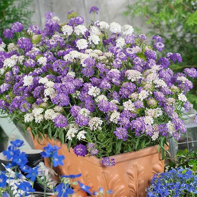 Globe Candytuft Samen – Weiß Candytuft Blüten