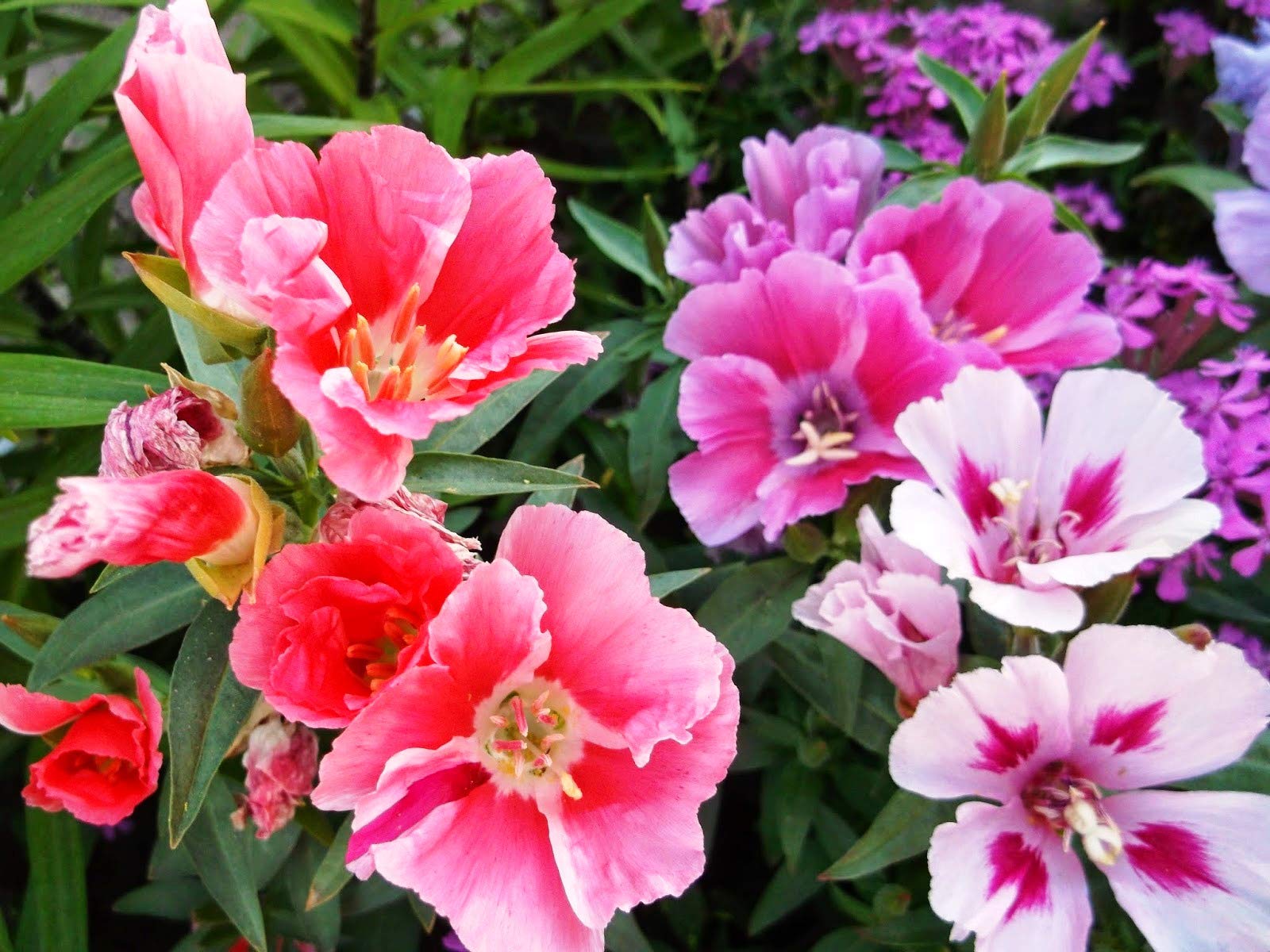 Godetia clarkia amoena farewell to spring samen for anpflanzung in blume bed