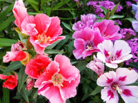 Godetia clarkia amoena farewell to spring samen for anpflanzung in blume bed