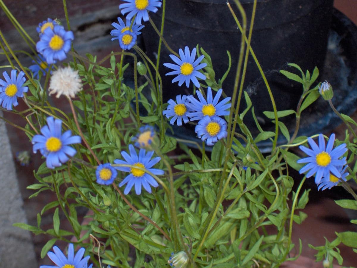 Blau Felicia Amelloides Blumensamen zur Aussaat – sonnenliebend – Traditionssorte & ohne Gentechnik Samen Hausgarten