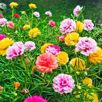 Rot Portulaca Blumensamen zur Aussaat – Landhaus Garten wichtig – Traditionssorte & ohne Gentechnik Samen Hausgarten