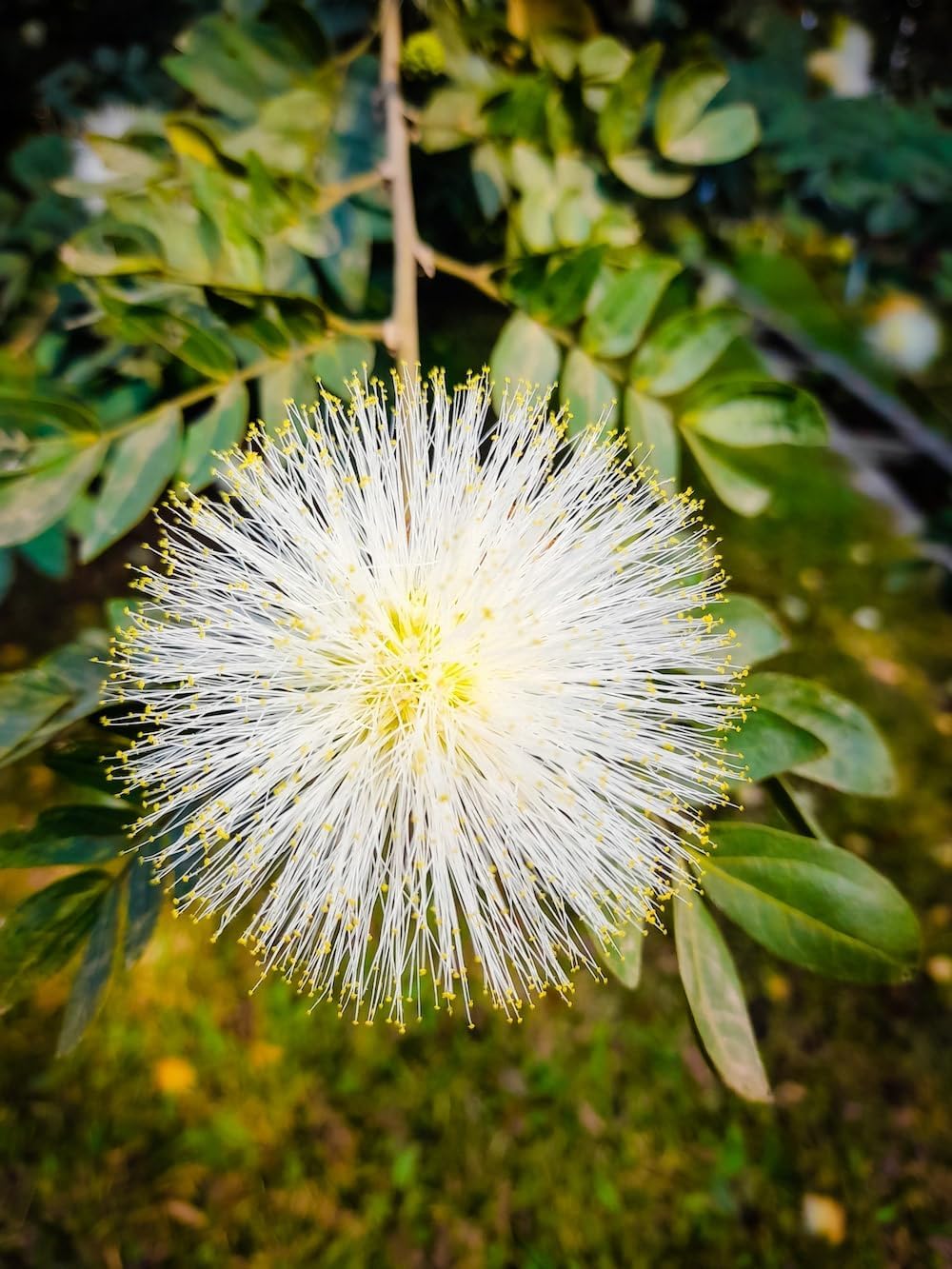 Mimosa blume samen for anpflanzung - low maintenance, heirloom & gmo free samen for home garten
 
 sale for anpflanzung in home garten.