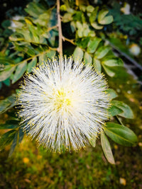 Mimosa blume samen for anpflanzung - low maintenance, heirloom & gmo free samen for home garten
 
 sale for anpflanzung in home garten.