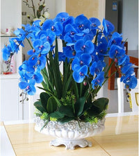 Blau butterfly orchid blume samen for anpflanzung - long bloom season, heirloom & gmo free samen for home garten
 
 sale samen for anpflanzung in home garten