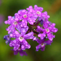 Moss verbena verbena tenuisecta for anpflanzung in blume bed
