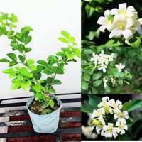 Orange jasmine murraya paniculata for anpflanzung in blume bed
