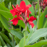 Canna Blumensamen zur Aussaat – ideal Rabatten – Traditionssorte & ohne Gentechnik Samen Hausgarten