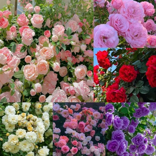 Gemischt kletternd mehrjährig Rose Blumensamen zur Aussaat – duftend Blüten Traditionssorte & ohne Gentechnik Samen Hausgarten