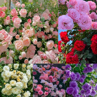 Gemischt kletternd mehrjährig Rose Blumensamen zur Aussaat – duftend Blüten Traditionssorte & ohne Gentechnik Samen Hausgarten