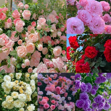 Gemischt kletternd mehrjährig Rose Blumensamen zur Aussaat – duftend Blüten Traditionssorte & ohne Gentechnik Samen Hausgarten
