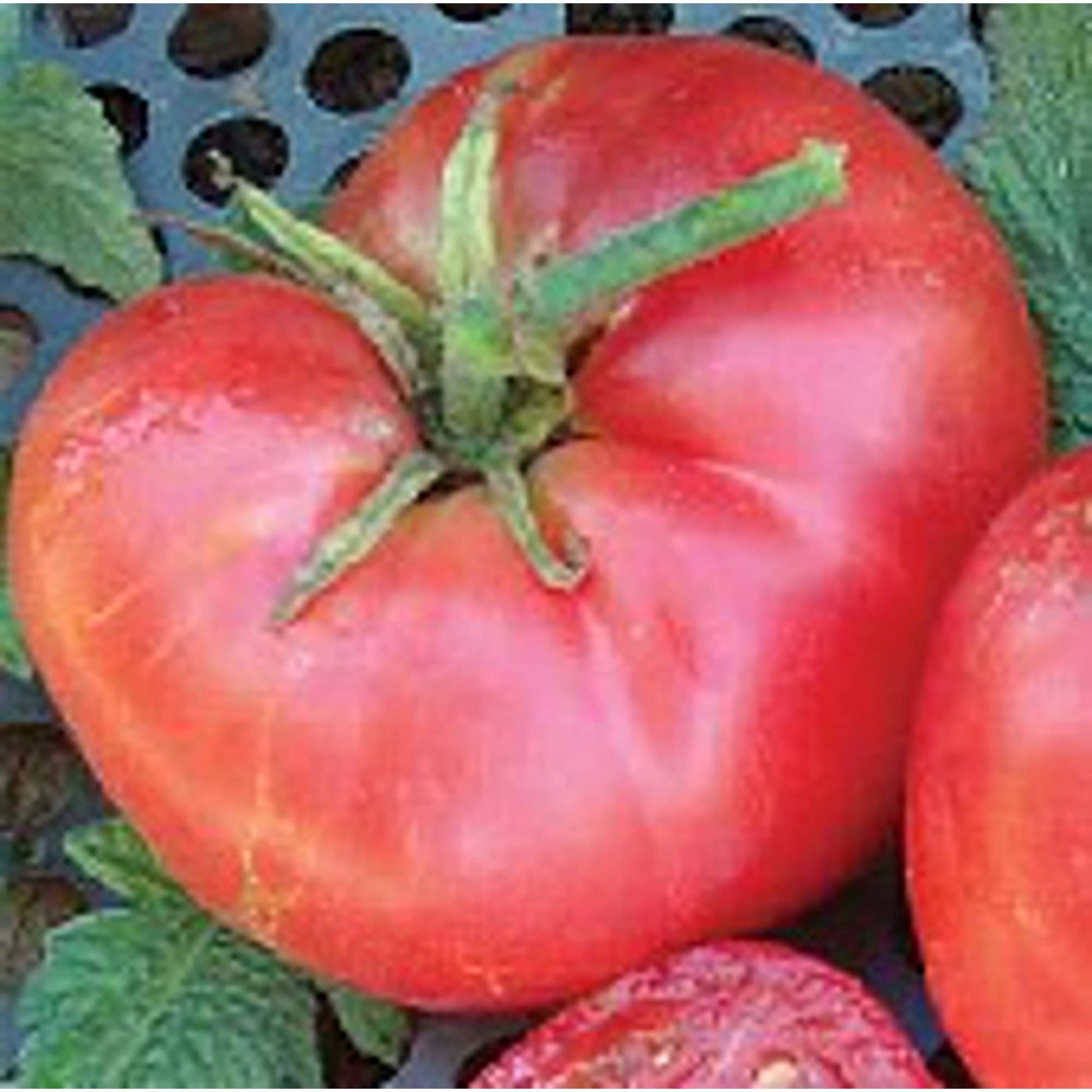 New big dwarf tomato solanum lycopersicum für aussaat in small garten