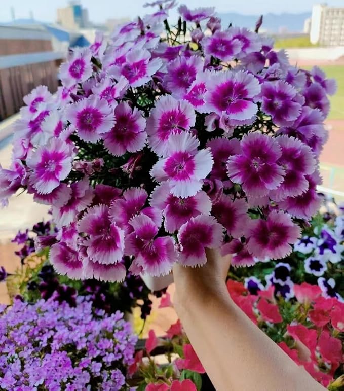 Multi Nelke Samen – mehrjährig Blumen – Potted Garten Pflanzen