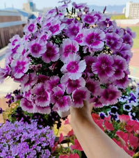 Multi Nelke Samen – mehrjährig Blumen – Potted Garten Pflanzen