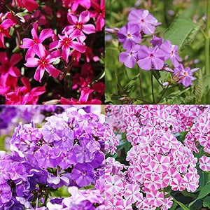 Mix phlox phlox spp for anpflanzung in blume bed
