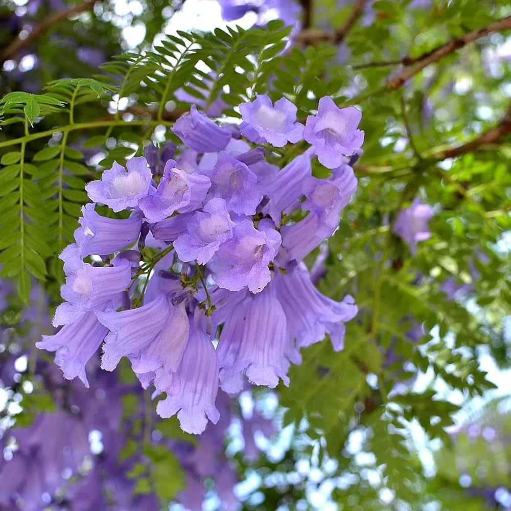 Jacaranda Blumensamen zur Aussaat Create a leuchtend Garten