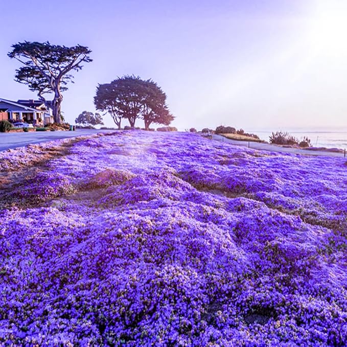 Creeping Thyme Thymus serpyllum Samen zur Aussaat Herb Garten & Bodendecker