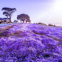 Creeping Thyme Thymus serpyllum Samen zur Aussaat Herb Garten & Bodendecker