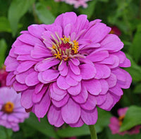 Lavender zinnia blume samen for anpflanzung - seasonal bloomer, heirloom & gmo free samen for home garten
 
 sale for anpflanzung in home garten
