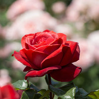 Bonsai Polyantha Rose Samen Miniature – elegant Rose Schauanlagen