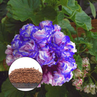 Blau Weiß Pelargonium Geranie Blumensamen zur Aussaat