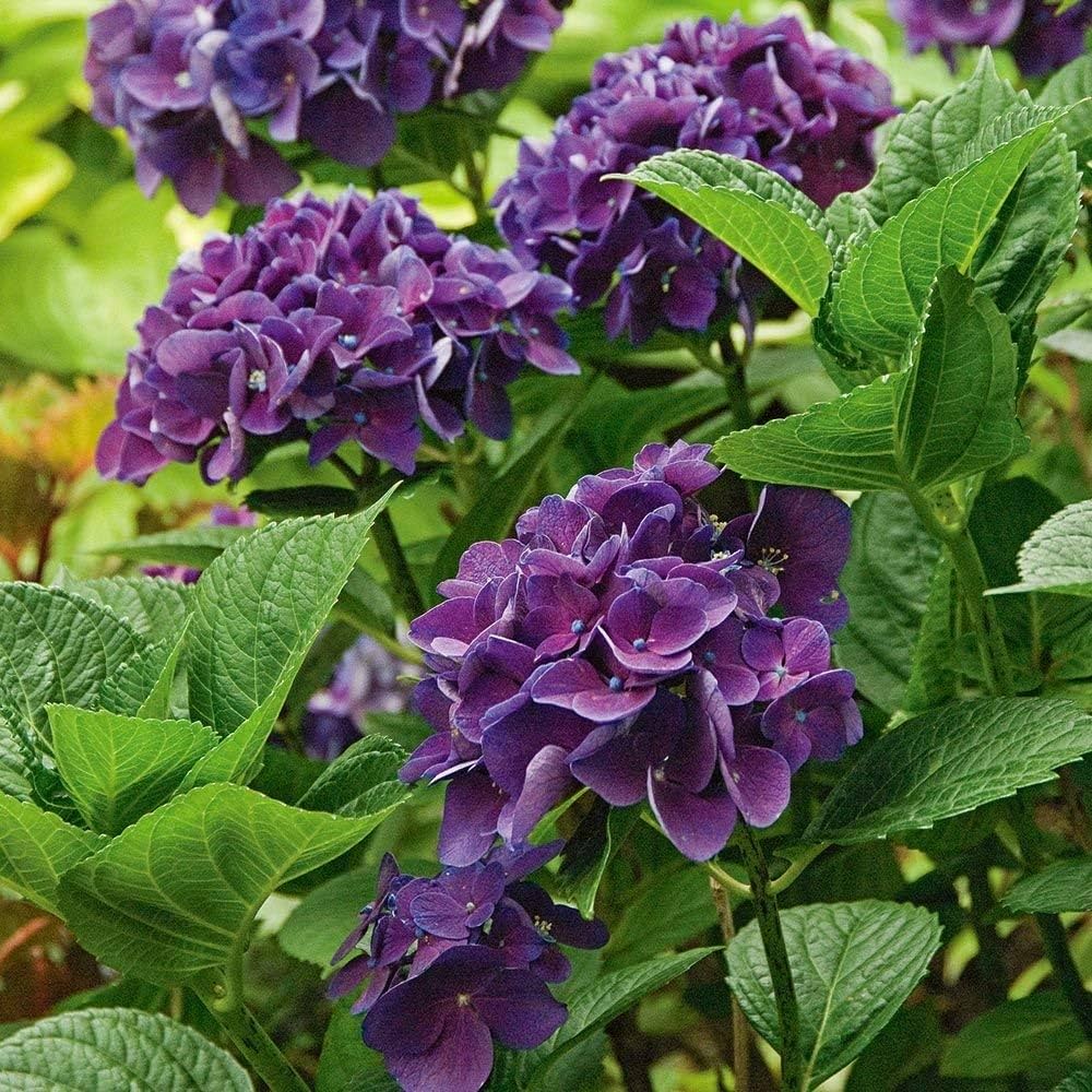 Violett Hortensie Blumensamen zur Aussaat pflegeleicht Traditionssorte & ohne Gentechnik Samen Hausgarten