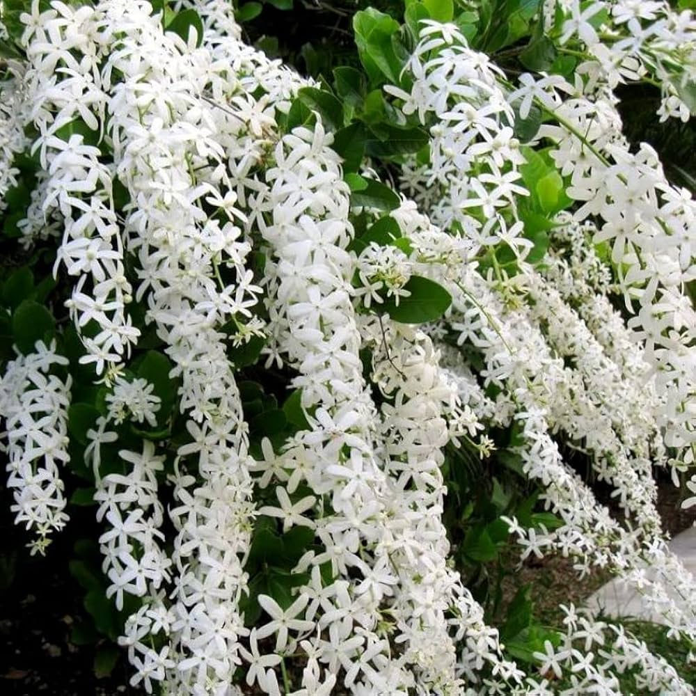 Weiß Succulent Blumensamen zur Aussaat