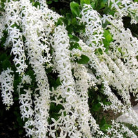 Weiß Succulent Blumensamen zur Aussaat