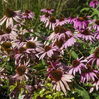 Coneflower echinacea purpurea samen for anpflanzung in pollinator garten