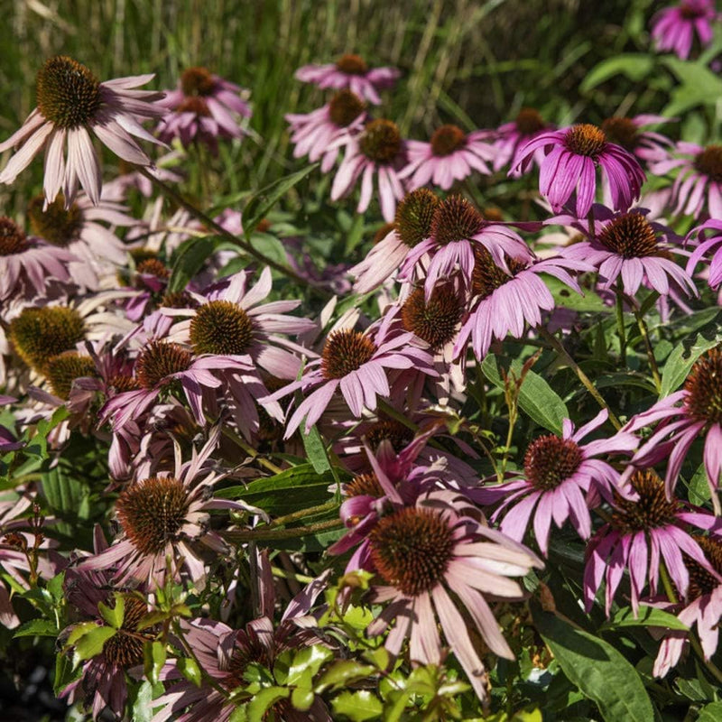 Coneflower echinacea purpurea samen for anpflanzung in pollinator garten