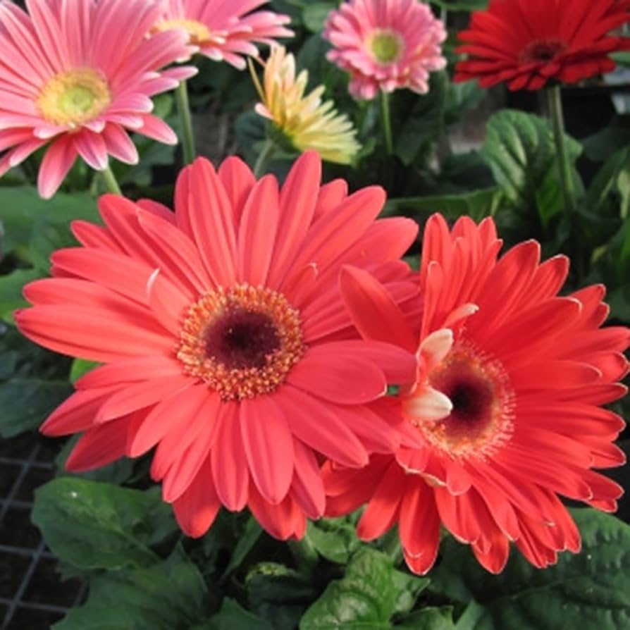 Gerbera Blumensamen zur Aussaat duftend Blüten Traditionssorte & ohne Gentechnik Samen Hausgarten