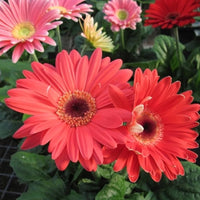 Gerbera Blumensamen zur Aussaat duftend Blüten Traditionssorte & ohne Gentechnik Samen Hausgarten