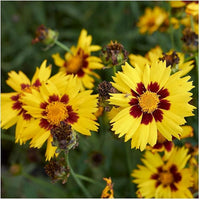Largeflower Tickseed Wildblume Samen leuchtend – Cheerful Blumen