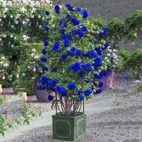 Blau Rose Baum Blumensamen zur Aussaat lang Blüte Saison Traditionssorte & ohne Gentechnik Samen Hausgarten