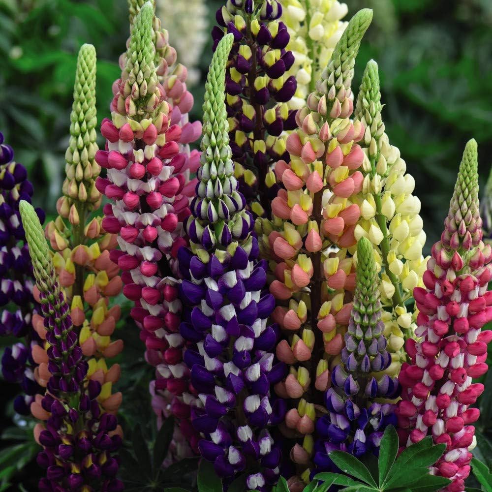 Gemischt Tutti Frutti Lupine Blumensamen zur Aussaat – leuchtend Blüten – Traditionssorte & ohne Gentechnik Samen Hausgarten