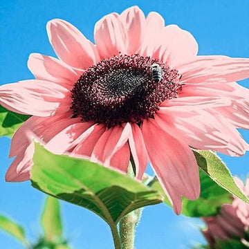 Sunflower blume samen for anpflanzung - seasonal bloomer, heirloom & gmo free samen for home garten
 
 sale for anpflanzung in home garten