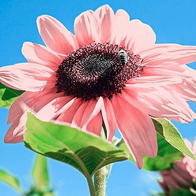 Sunflower blume samen for anpflanzung - seasonal bloomer, heirloom & gmo free samen for home garten
 
 sale for anpflanzung in home garten