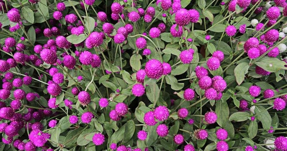 Gomphrena Higro Lila Samen zur Aussaat Heat-verträglich einjährig Blumen