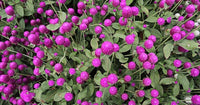 Gomphrena Higro Lila Samen zur Aussaat Heat-verträglich einjährig Blumen