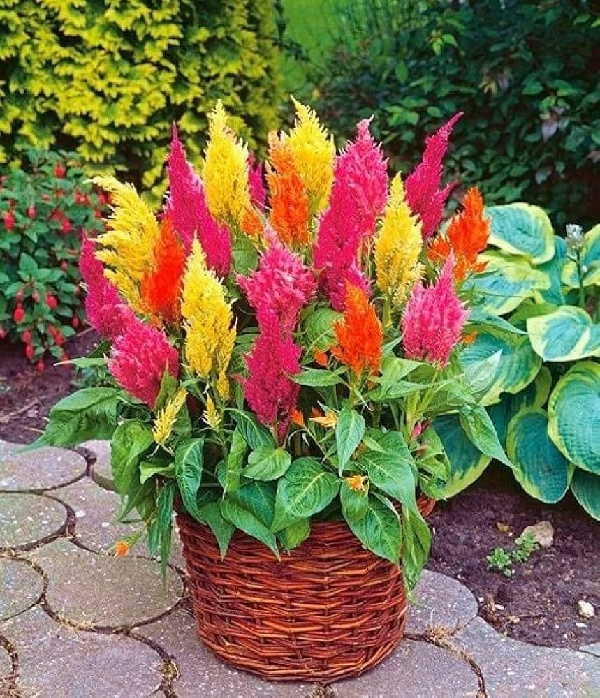 Gemischt Celosia Argentea Blumensamen zur Aussaat Wildblume Mischung Traditionssorte & ohne Gentechnik Samen Hausgarten