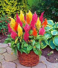 Celosia Chef Mischung Samen zur Aussaat Edible Ornamental Garten Blüten