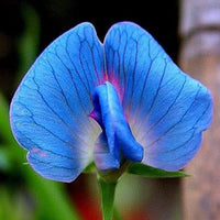 Light (light blau) samen for anpflanzung in home garten